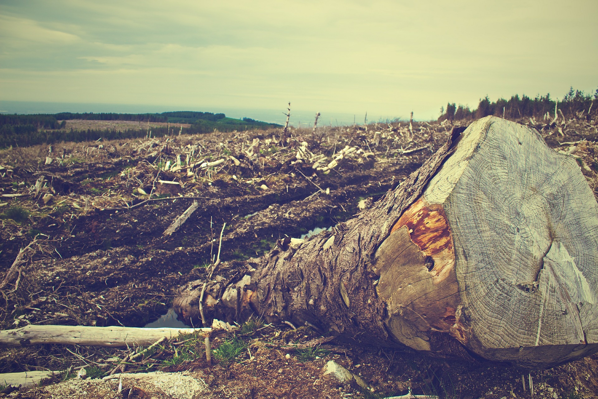 Forest Protection