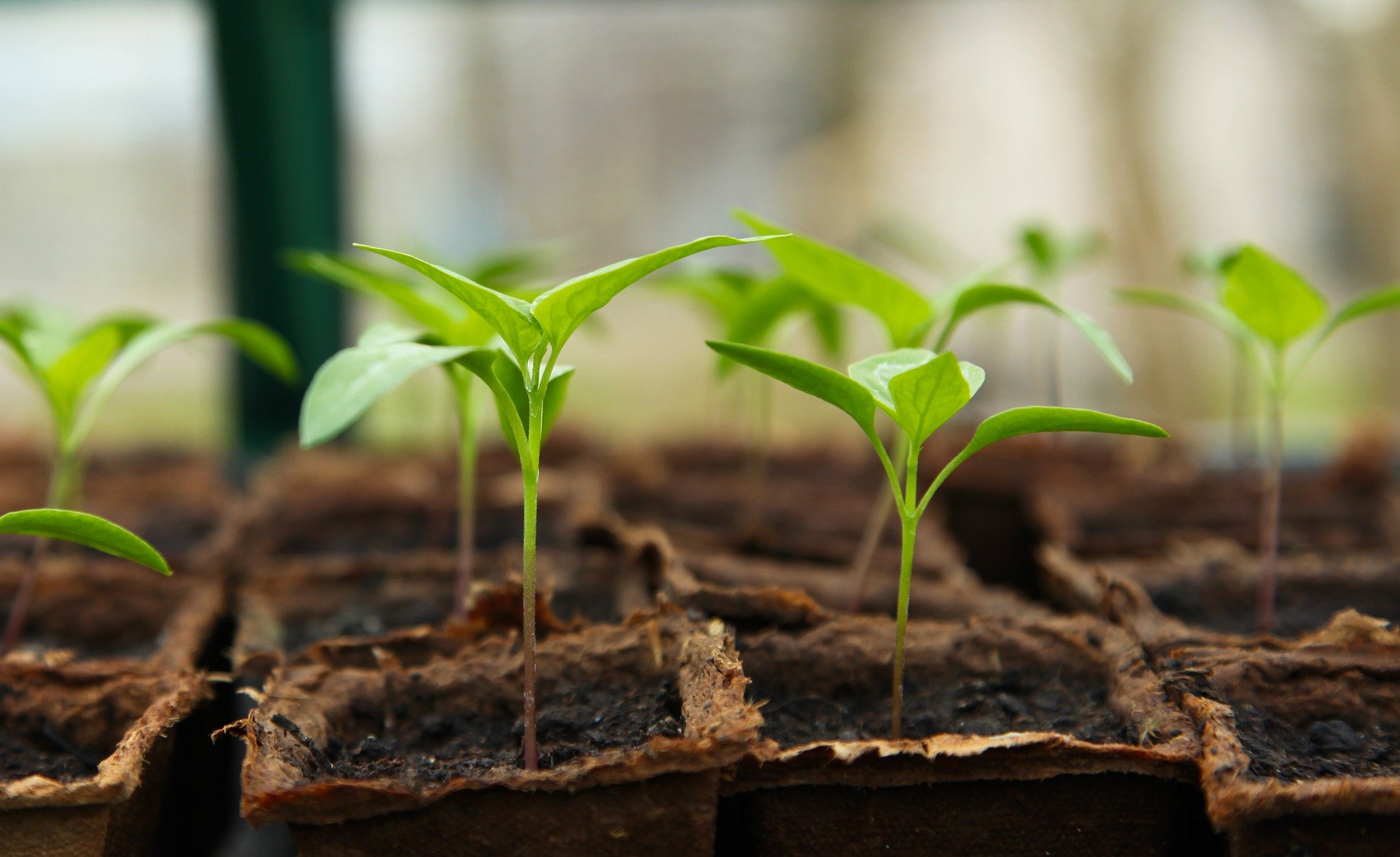 How to Choose the Right Plantation Site
