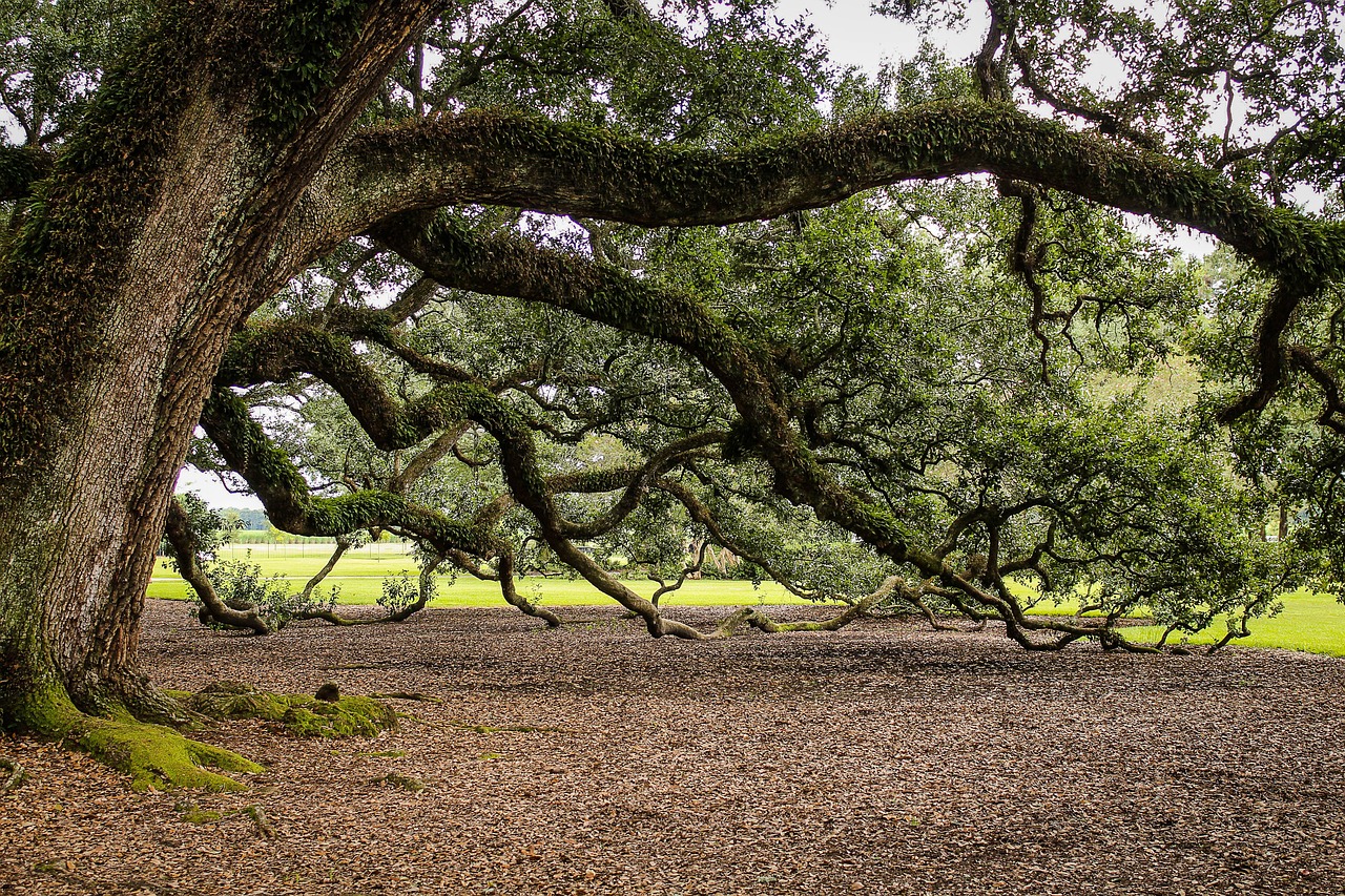 Native Tree Heritage