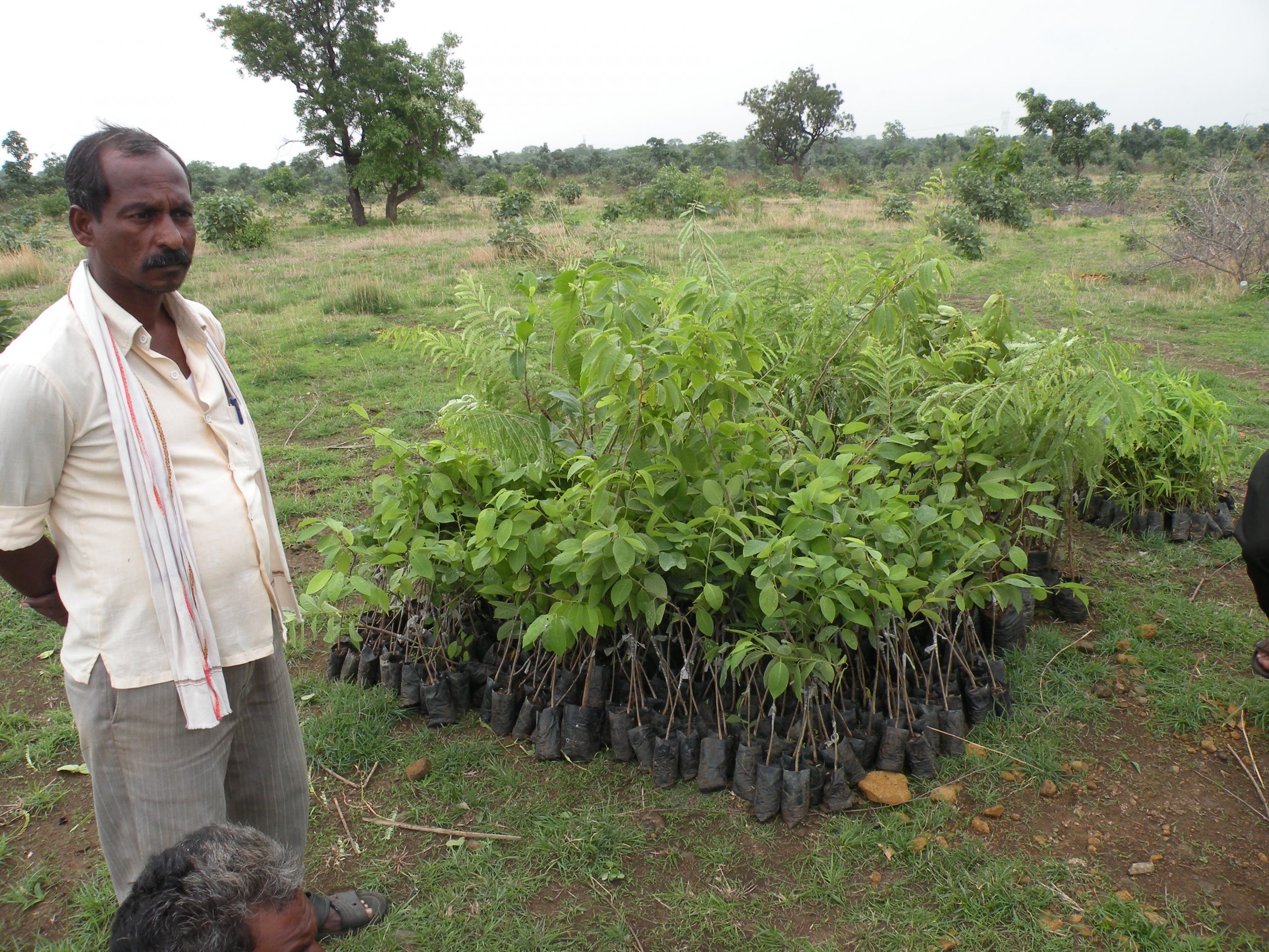 Monitoring Tree Growth with Simple Records