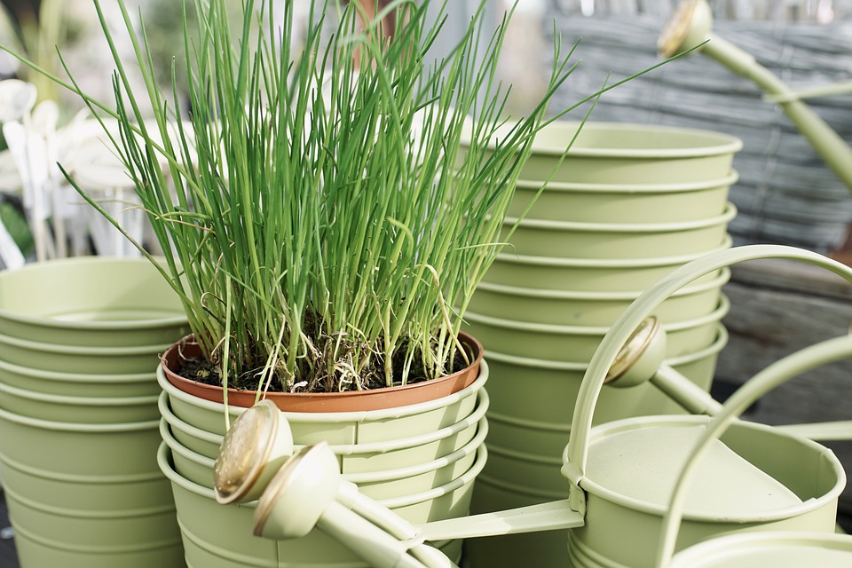 Seasonal Green Cover