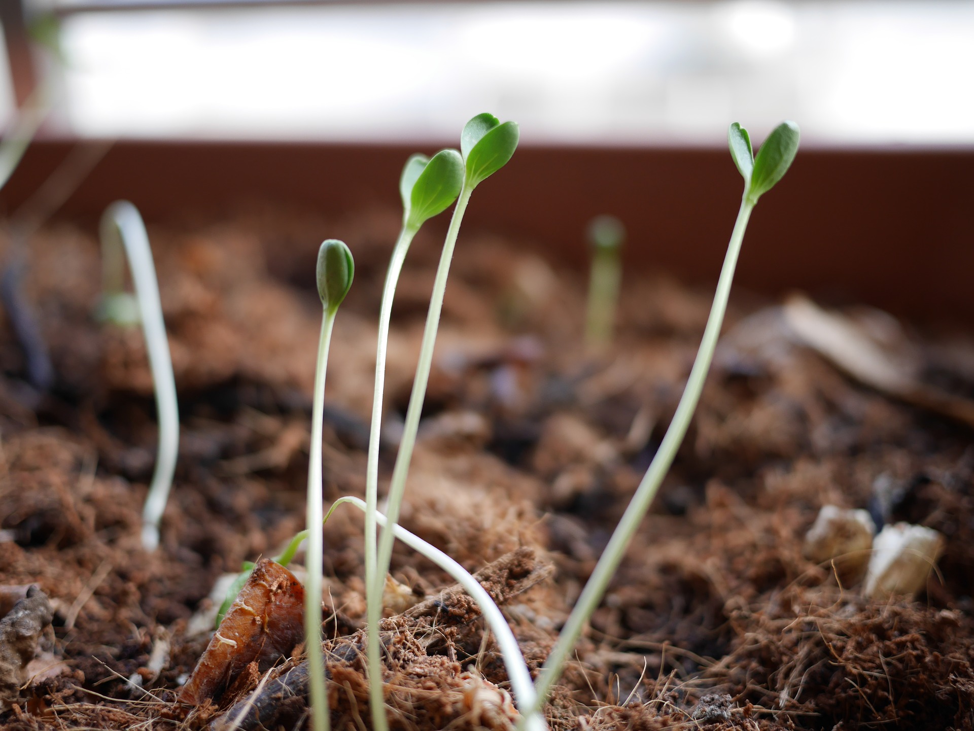 Fresh Growth